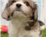 Cavachon Puppies For Sale Pilesgrove Pups
